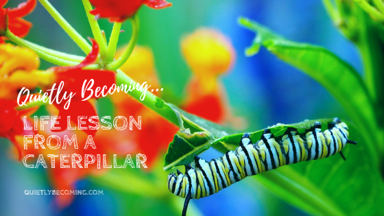 quietly becoming your purpose… life lesson from a caterpillar